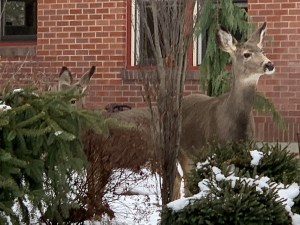 j1wqlbbhqfog5aazbdqhig